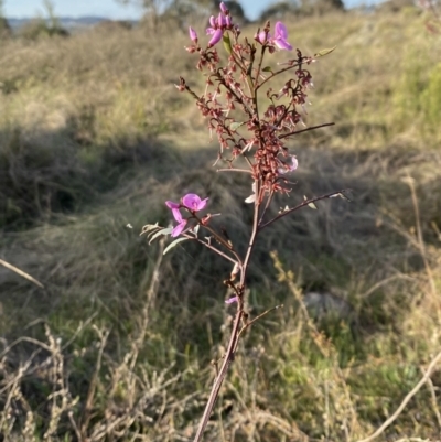 Indigofera australis subsp. australis (Australian Indigo) at Percival Hill - 23 Sep 2023 by gavinlongmuir