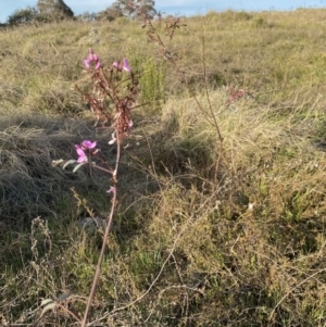 Indigofera australis subsp. australis at Nicholls, ACT - 23 Sep 2023