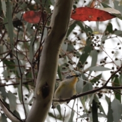 Pardalotus striatus (Striated Pardalote) at Canberra Central, ACT - 1 Oct 2023 by JimL