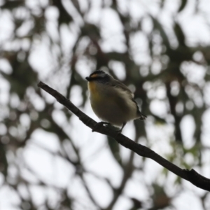 Pardalotus striatus at Canberra Central, ACT - 2 Oct 2023 07:58 AM