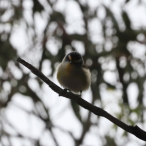 Pardalotus striatus at Canberra Central, ACT - 2 Oct 2023