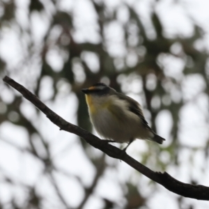 Pardalotus striatus at Canberra Central, ACT - 2 Oct 2023