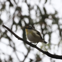 Pardalotus striatus at Canberra Central, ACT - 2 Oct 2023 07:58 AM