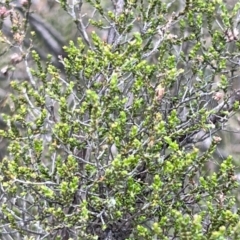 Kunzea parvifolia (Violet Kunzea) at Black Mountain - 1 Oct 2023 by JimL