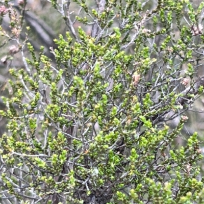 Kunzea parvifolia (Violet Kunzea) at Canberra Central, ACT - 2 Oct 2023 by JimL