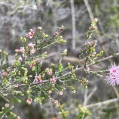 Kunzea parvifolia at Canberra Central, ACT - 2 Oct 2023