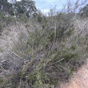 Kunzea parvifolia at Canberra Central, ACT - 2 Oct 2023