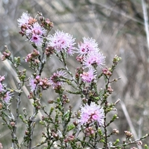 Kunzea parvifolia at Canberra Central, ACT - 2 Oct 2023 08:53 AM