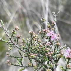 Kunzea parvifolia at Canberra Central, ACT - 2 Oct 2023 08:53 AM