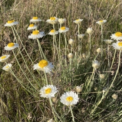 Leucochrysum albicans subsp. tricolor (Hoary Sunray) at Nicholls, ACT - 23 Sep 2023 by gavinlongmuir