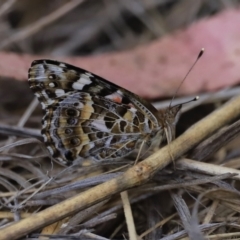 Vanessa kershawi (Australian Painted Lady) at Black Mountain - 1 Oct 2023 by JimL