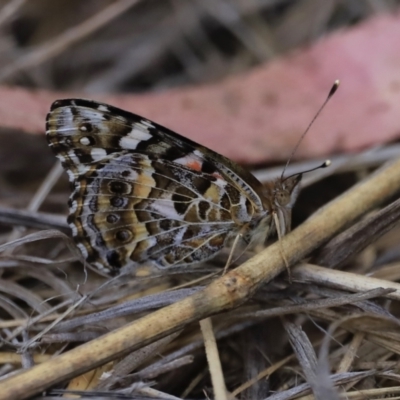 Vanessa kershawi (Australian Painted Lady) at Canberra Central, ACT - 1 Oct 2023 by JimL