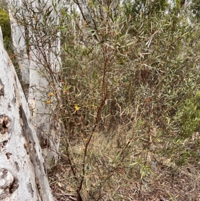 Daviesia mimosoides subsp. mimosoides at Canberra Central, ACT - 1 Oct 2023 by JimL