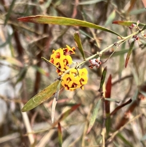 Daviesia mimosoides subsp. mimosoides at Canberra Central, ACT - 2 Oct 2023