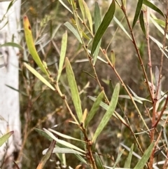 Daviesia mimosoides subsp. mimosoides at Canberra Central, ACT - 2 Oct 2023 07:44 AM