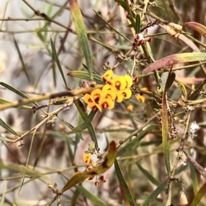 Daviesia mimosoides subsp. mimosoides at Canberra Central, ACT - 2 Oct 2023