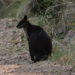 Wallabia bicolor (Swamp Wallaby) at Black Mountain - 1 Oct 2023 by JimL
