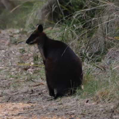 Wallabia bicolor (Swamp Wallaby) at Black Mountain - 2 Oct 2023 by JimL