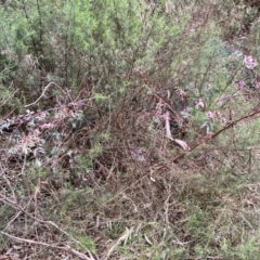 Indigofera australis subsp. australis (Australian Indigo) at Black Mountain - 1 Oct 2023 by JimL
