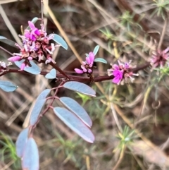 Indigofera australis subsp. australis at Canberra Central, ACT - 2 Oct 2023 07:45 AM