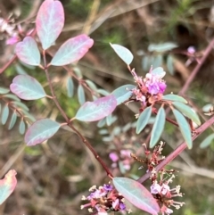 Indigofera australis subsp. australis at Canberra Central, ACT - 2 Oct 2023 07:45 AM