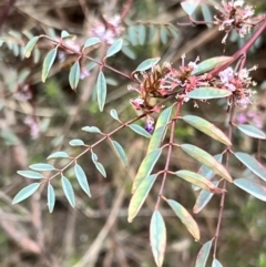 Indigofera australis subsp. australis at Canberra Central, ACT - 2 Oct 2023 07:45 AM