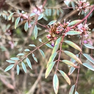 Indigofera australis subsp. australis at Canberra Central, ACT - 2 Oct 2023 07:45 AM