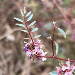 Indigofera australis subsp. australis at Canberra Central, ACT - 2 Oct 2023 07:45 AM