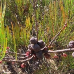 Allocasuarina nana (Dwarf She-oak) at QPRC LGA - 1 Oct 2023 by MatthewFrawley