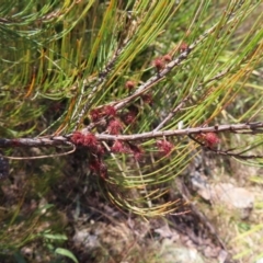 Allocasuarina nana at Berlang, NSW - 1 Oct 2023 11:31 AM