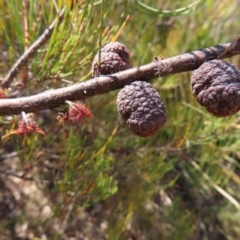 Allocasuarina nana at Berlang, NSW - 1 Oct 2023