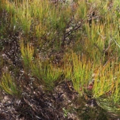 Allocasuarina nana at Berlang, NSW - 1 Oct 2023