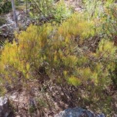 Allocasuarina nana at Berlang, NSW - 1 Oct 2023