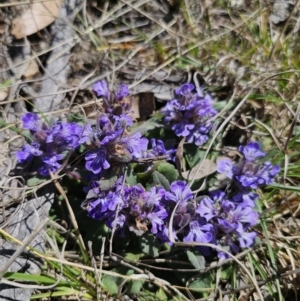 Ajuga australis at Captains Flat, NSW - 1 Oct 2023