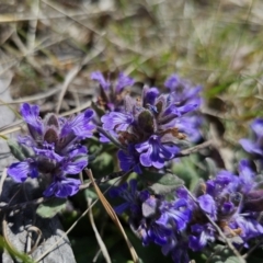 Ajuga australis at Captains Flat, NSW - 1 Oct 2023