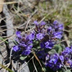 Ajuga australis at Captains Flat, NSW - 1 Oct 2023 01:55 PM