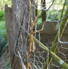 Ctenomorpha marginipennis (Margin-winged stick insect) at QPRC LGA - 20 Feb 2021 by arjay