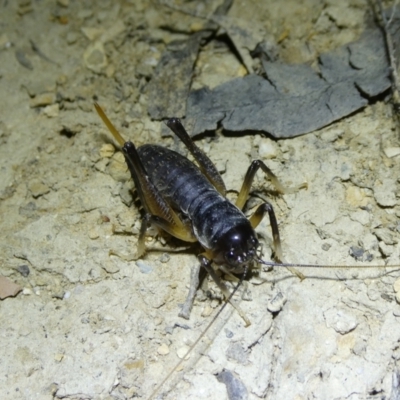 Stenopelmatidae sp. (family) (A cricket) at Charleys Forest, NSW - 1 Oct 2023 by arjay