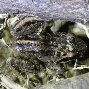 Limnodynastes peronii at Charleys Forest, NSW - suppressed