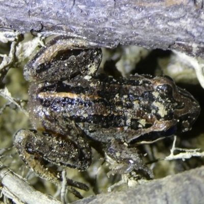 Limnodynastes peronii (Brown-striped Frog) at Mongarlowe River - 1 Oct 2023 by arjay