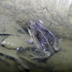 Paracrinia haswelli (Haswell's Frog) at Charleys Forest, NSW - 1 Oct 2023 by arjay