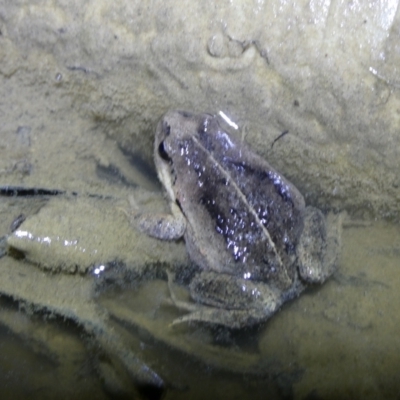Paracrinia haswelli (Haswell's Frog) at QPRC LGA - 1 Oct 2023 by arjay