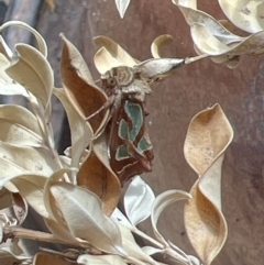 Cosmodes elegans (Green Blotched Moth) at Holt, ACT - 1 Oct 2023 by JimL