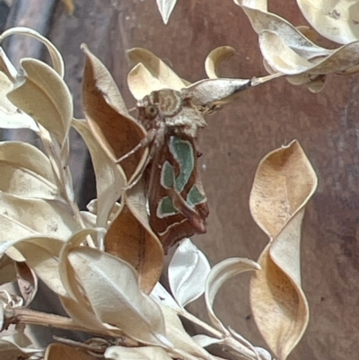 Cosmodes elegans (Green Blotched Moth) at Holt, ACT - 2 Oct 2023 by JimL