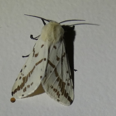 Ardices canescens (Dark-spotted Tiger Moth) at Queanbeyan, NSW - 2 Oct 2023 by Paul4K