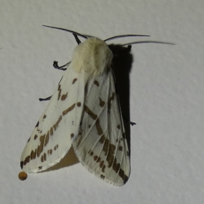 Ardices canescens (Dark-spotted Tiger Moth) at QPRC LGA - 1 Oct 2023 by Paul4K
