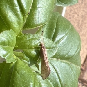 Lecithoceridae (family) at Holt, ACT - 2 Oct 2023