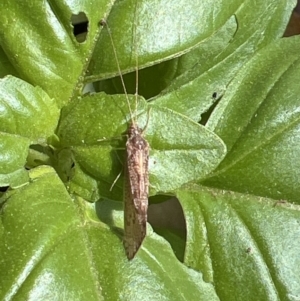 Lecithoceridae (family) at Holt, ACT - 2 Oct 2023