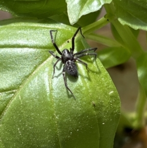 Badumna sp. (genus) at Holt, ACT - 2 Oct 2023