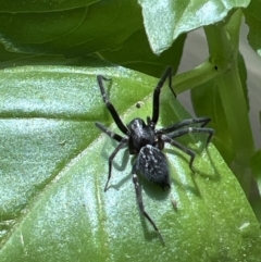 Badumna sp. (genus) at Holt, ACT - suppressed